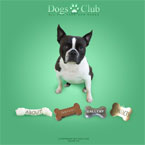 Dogs club flash template