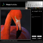 Flamingo photo portfolio CMS flash template